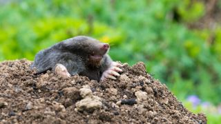 A mole poking out from a molehill