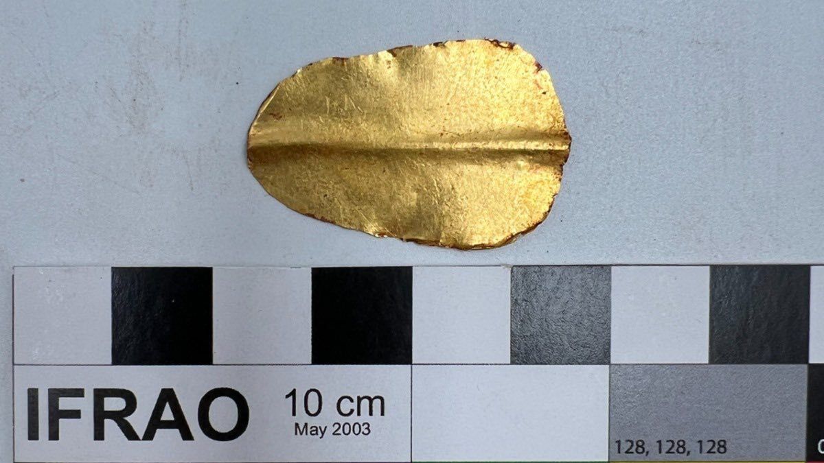A close up of a gold tongue against a white background with a ruler next to it.
