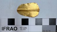 A close up of a gold tongue against a white background with a ruler next to it.