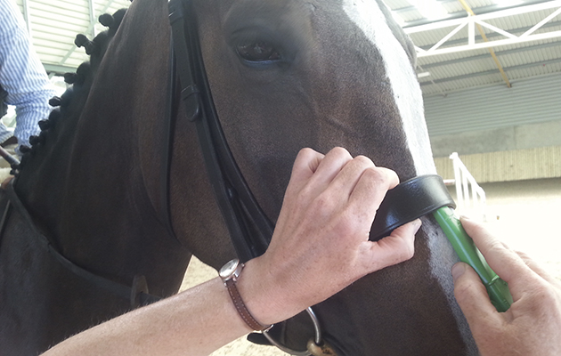 nosebands-1_50474682_163379932.jpg