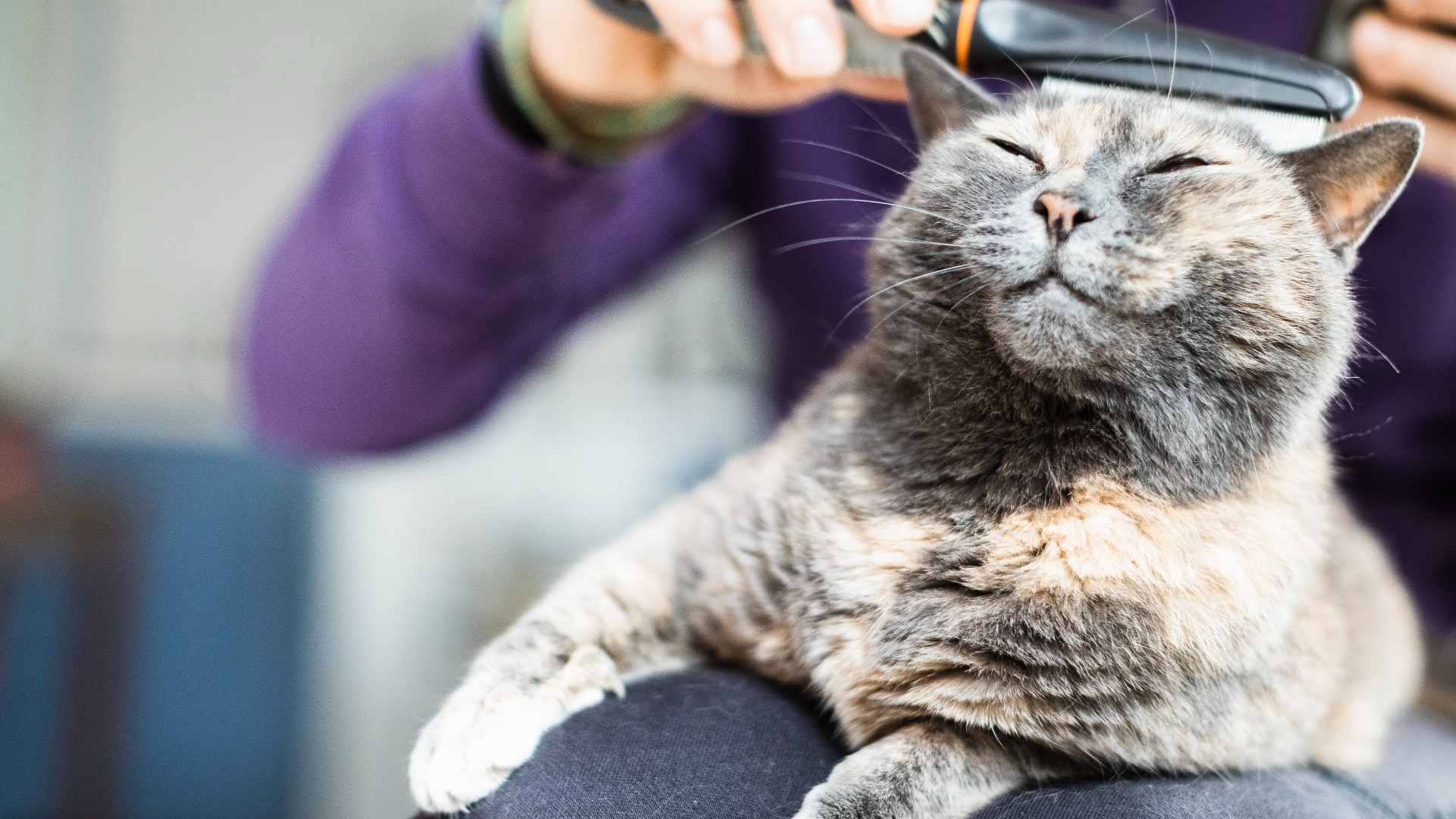 cat getting brushed