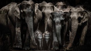 Herd of elephants huddled together.