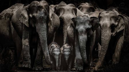 Herd of elephants huddled together.