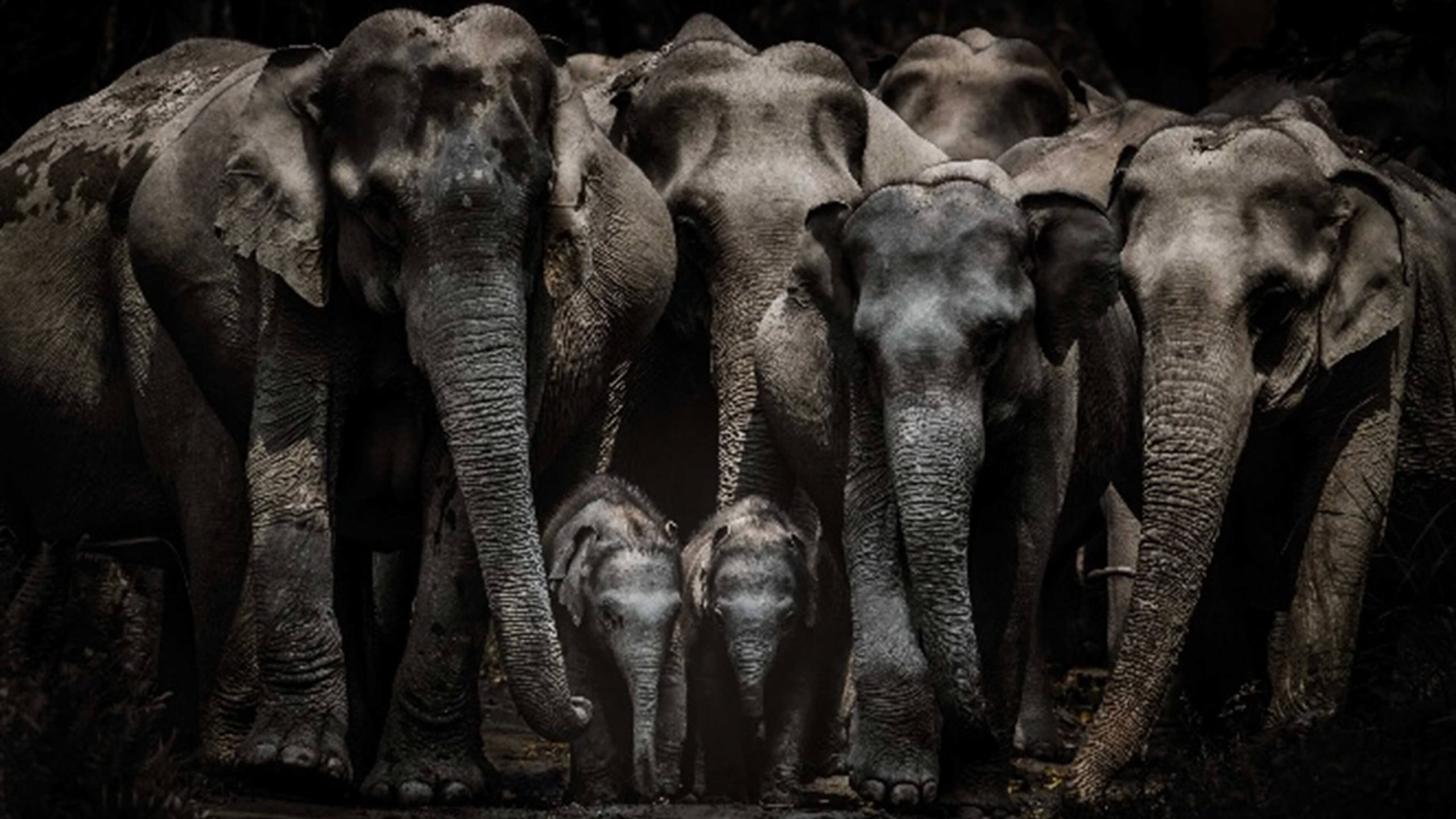 Herd of elephants huddled together.