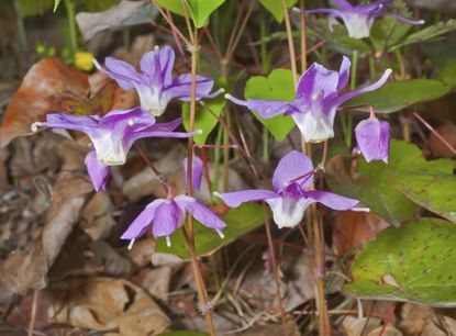 Purple Barrenwort Flowers