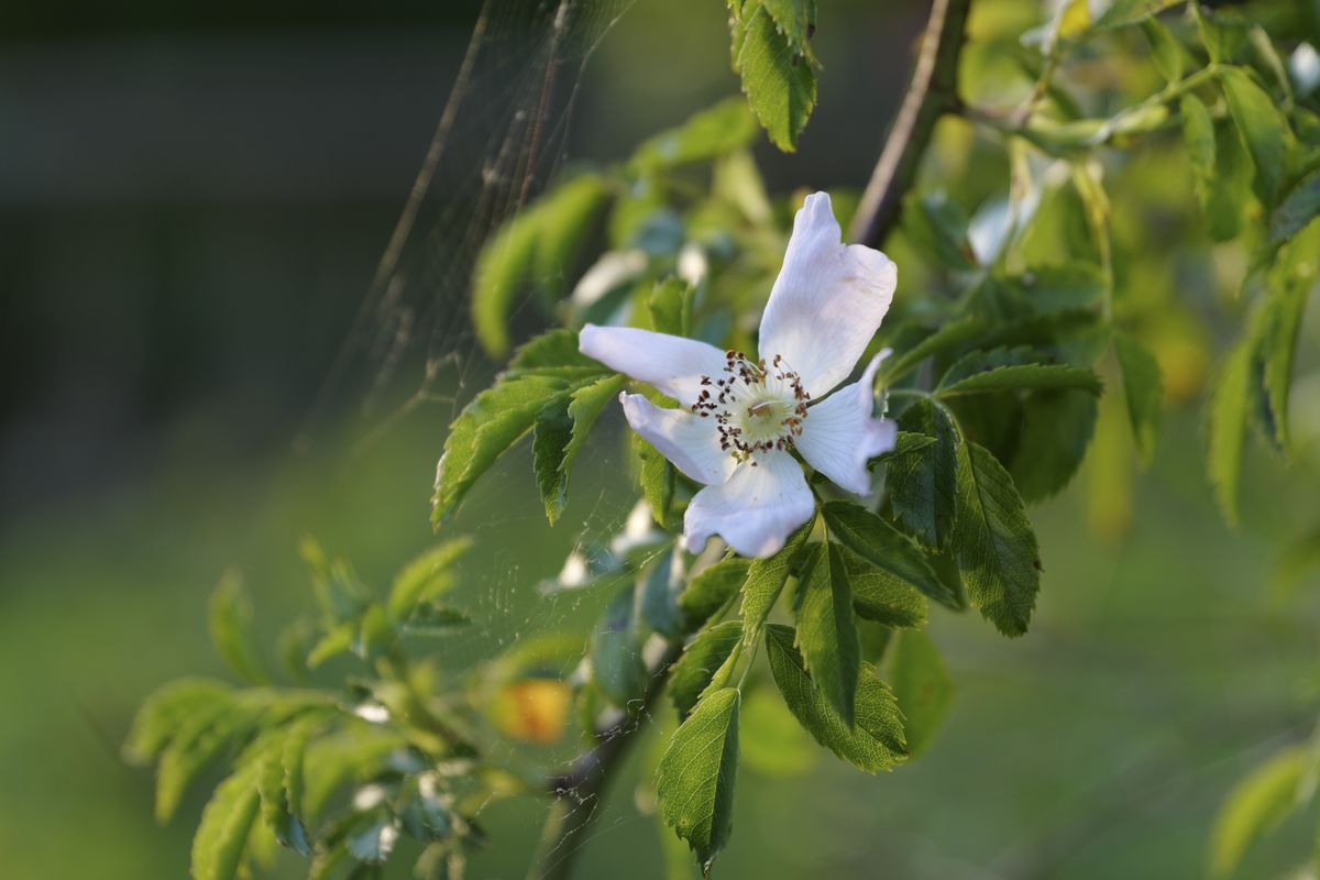 Panasonic Lumix S1 II sample gallery: closeup of a flower