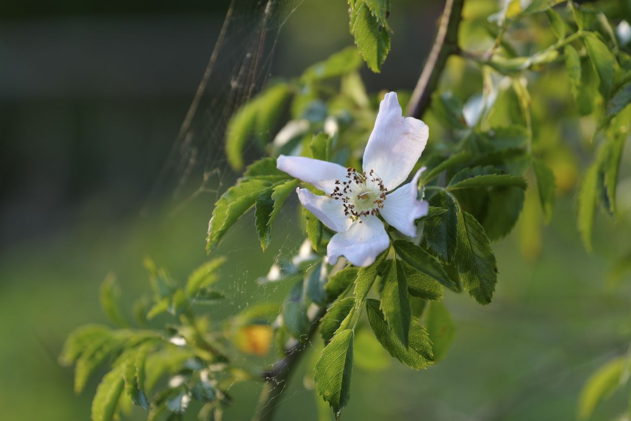 Panasonic Lumix S1 II sample gallery: closeup of a flower