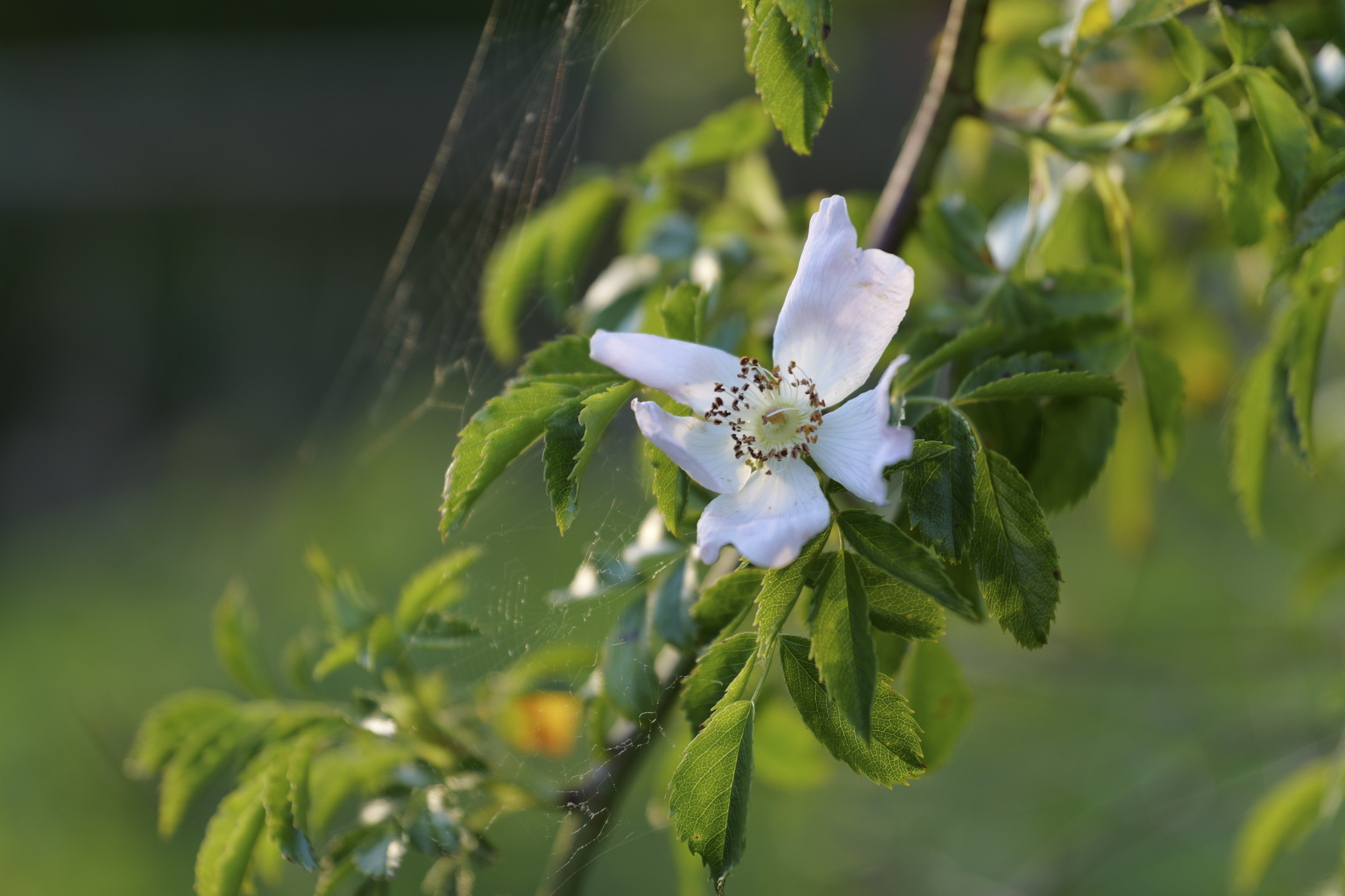 Panasonic Lumix S1 II sample gallery: closeup of a flower
