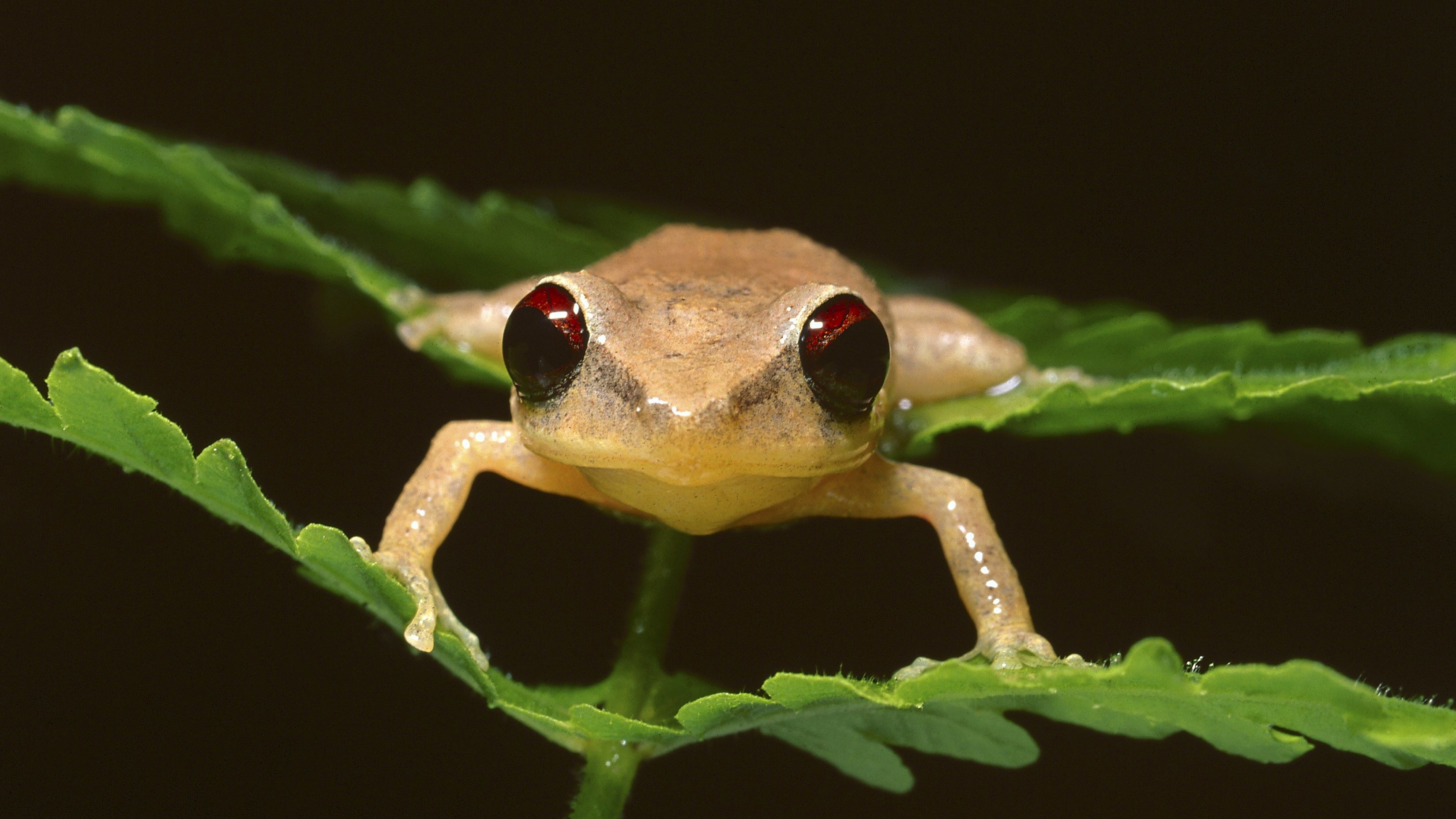 a tiny frog with massive eyes and brown body sitting on a leaf on a black background