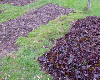 seaweed mulch on garden beds