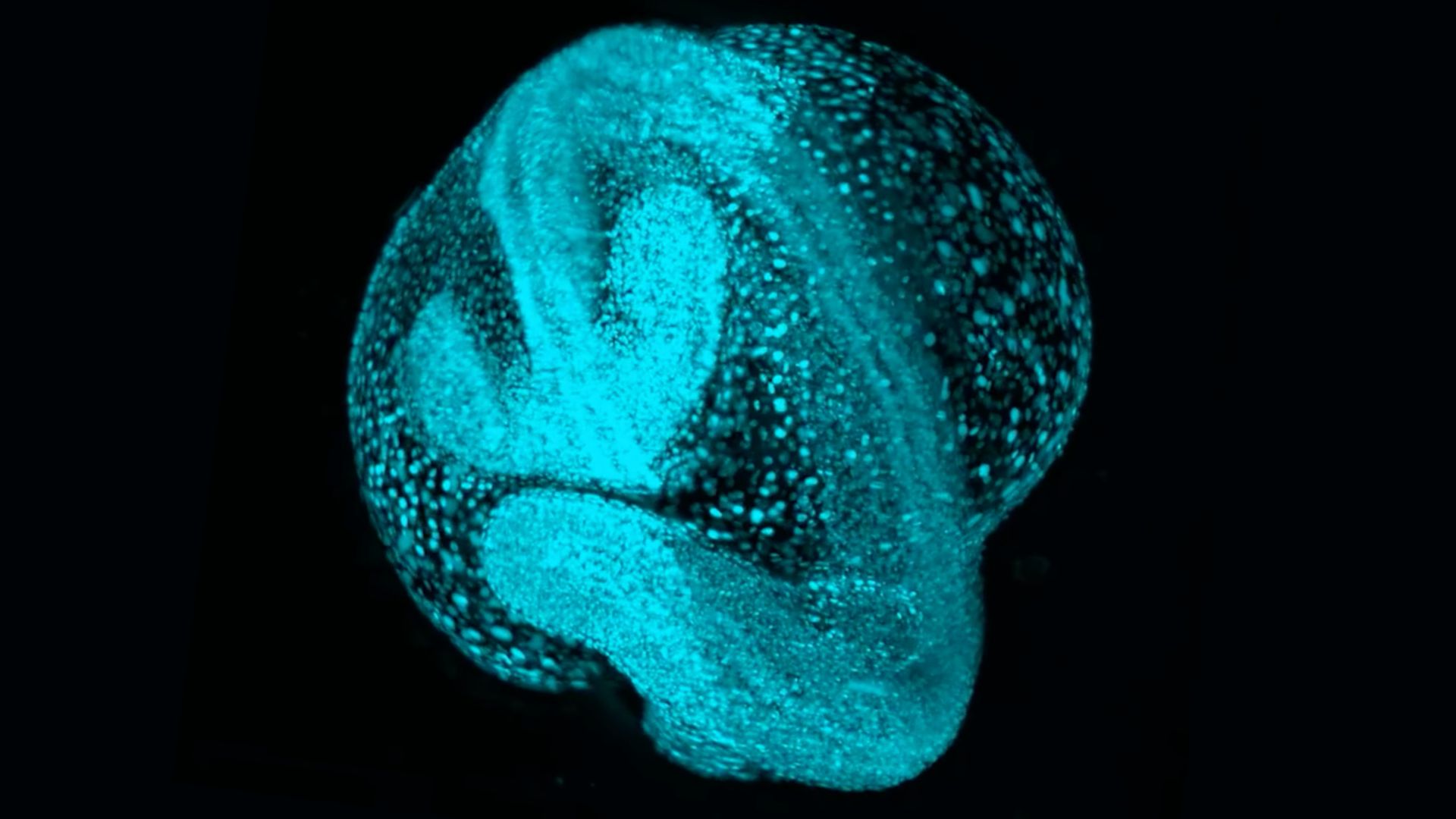 células azuis brilhantes mostradas reunindo-se em um embrião inicial, uma esfera com uma crista distinta enrolada como um cinto