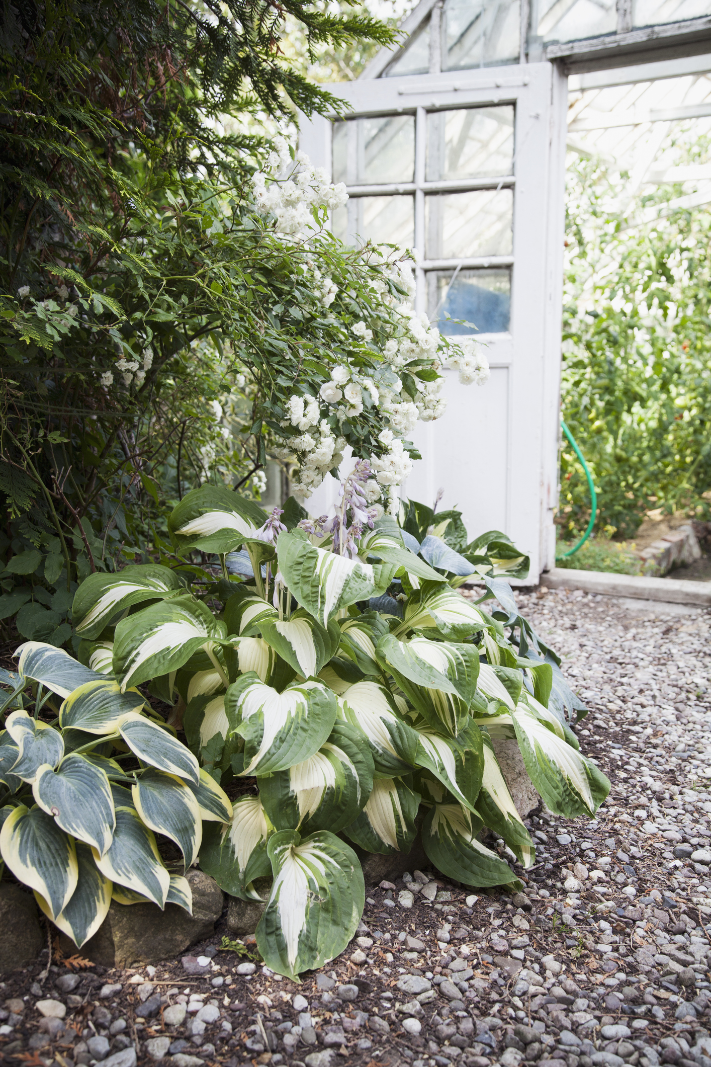 North facing plants: Hostas