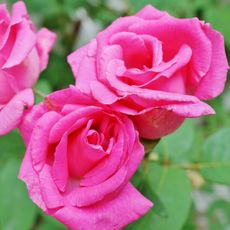 climbing rose Zephirine Drouhin in full bloom