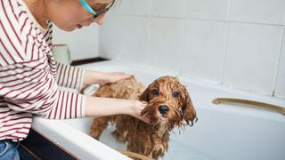 A wet ginger poodle mix in a bath tub, a women wearing a red and white striped shirt is washing him