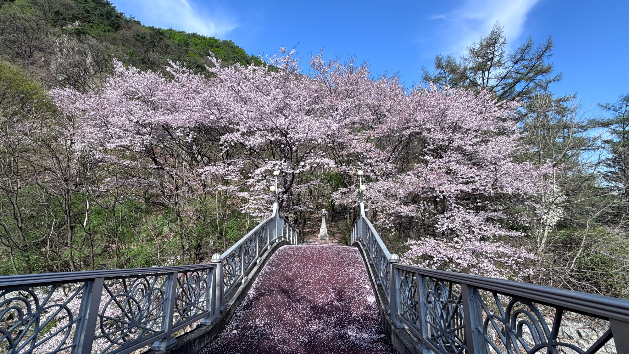 Cherry blossom in Seoul