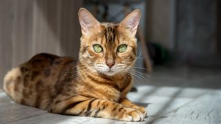 Bengal cat lying down