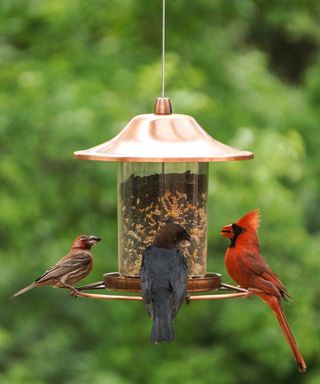 birds on bird feeder