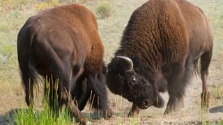 Pair of bison fighting in Yellowstone National Park