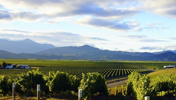 Accolade Wines to acquire NZ brands Mud House, Waipara Hills | Decanter