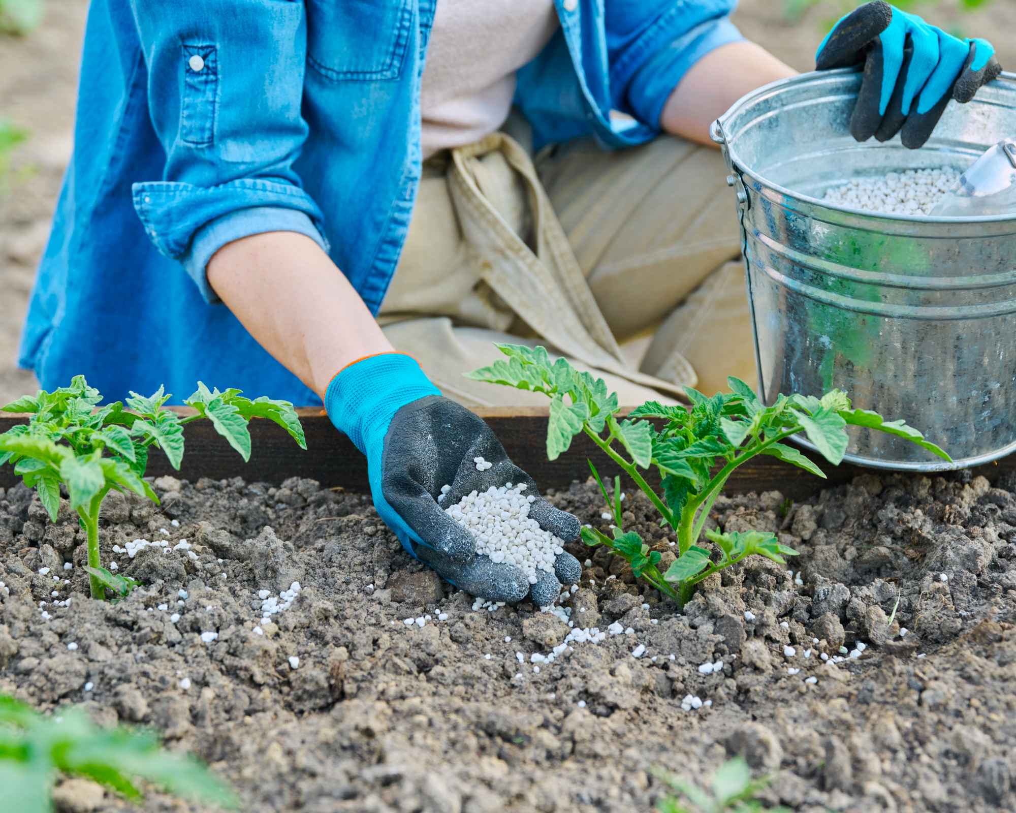 woman fertilizing tomatoes in garden bed