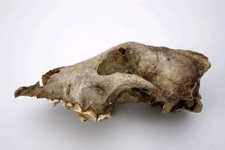 Skull of a Palaeolithic dog from the Goyet cave (Belgium), calibrated age of 36,000 years Before the Present. Thalmann et al. believe the species represented by this fossil to be an ancient sister-group to all modern dogs and wolves, rather than a direct ancestor.
