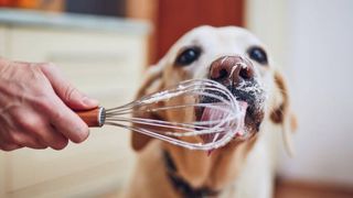 diy puppucino recipes: dog licking cream from whisk