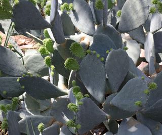 sprawling prickly pear cactus