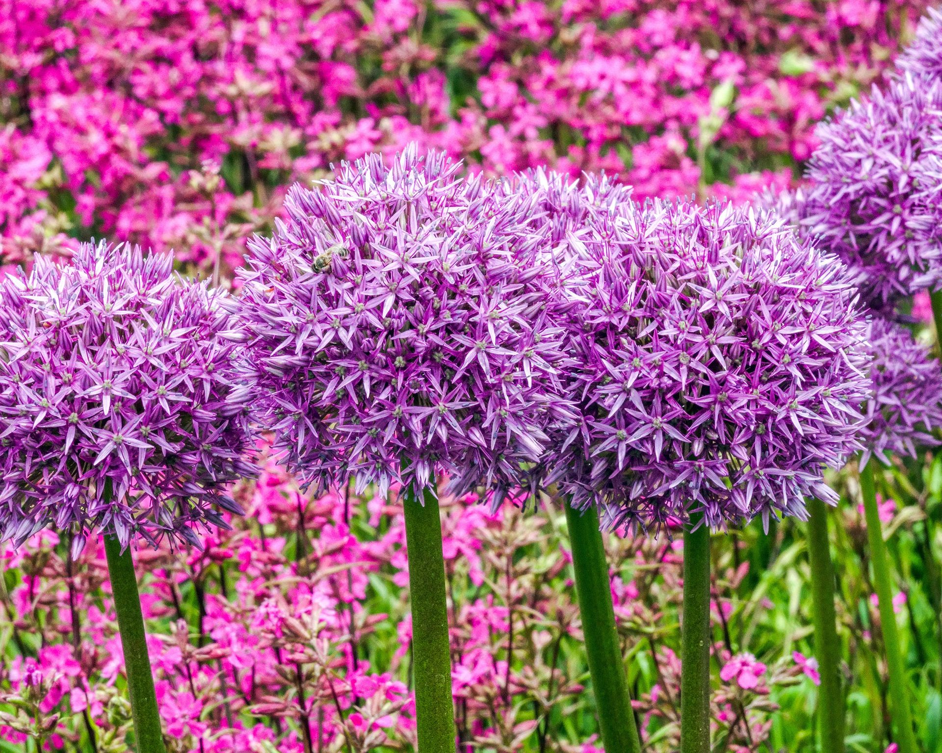 Alliums care and growing guide tips for ornamental onions Gardeningetc