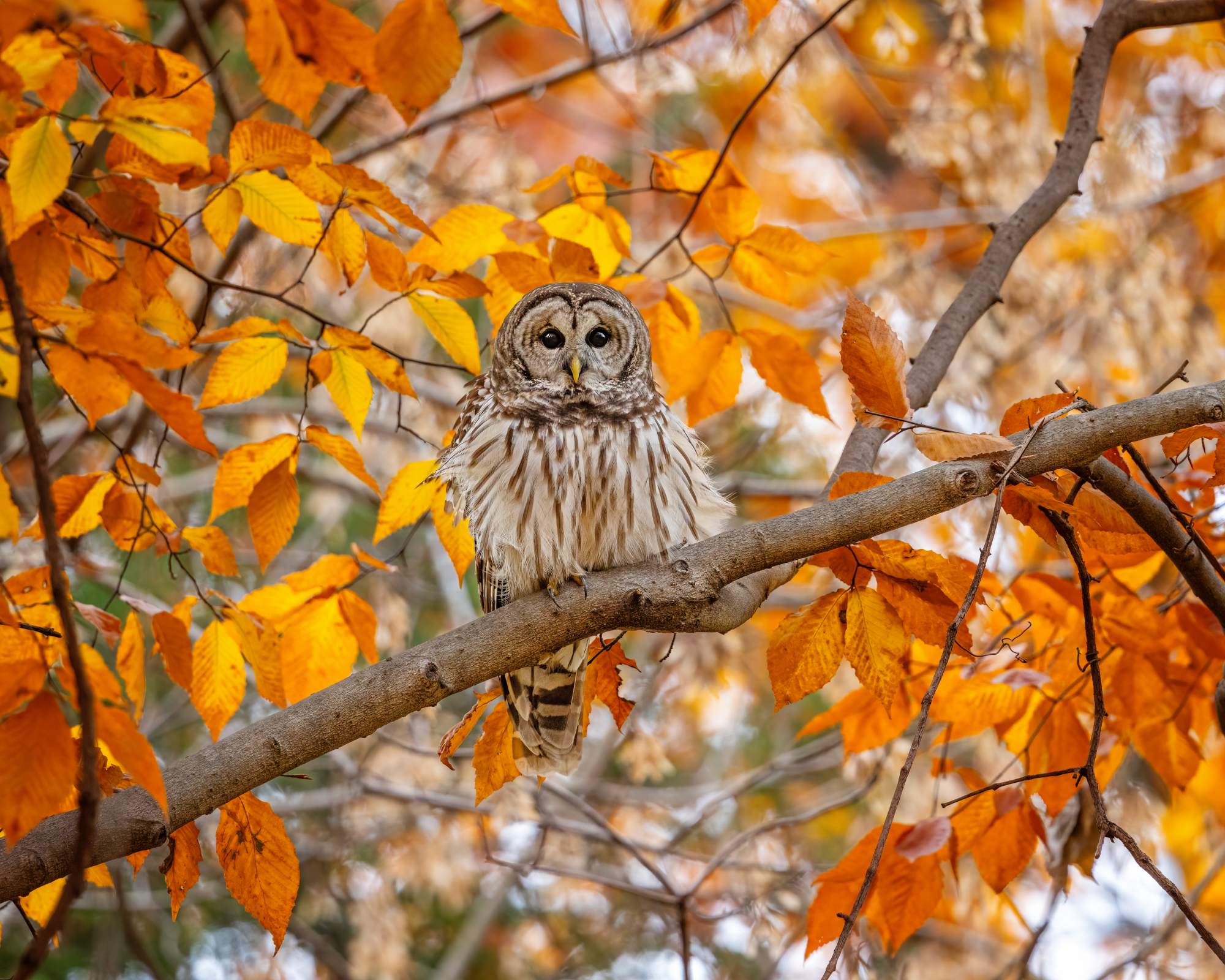 A Barred Owl enjoys the windy Fall day immersed in beautiful Autumn colors.
