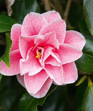 Low maintenance camellia
