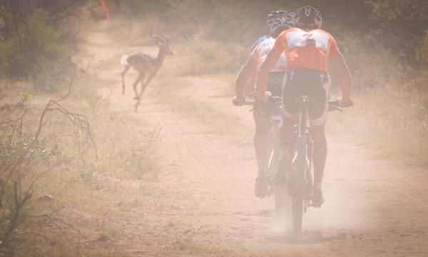 An impala crosses just ahead of the three leaders