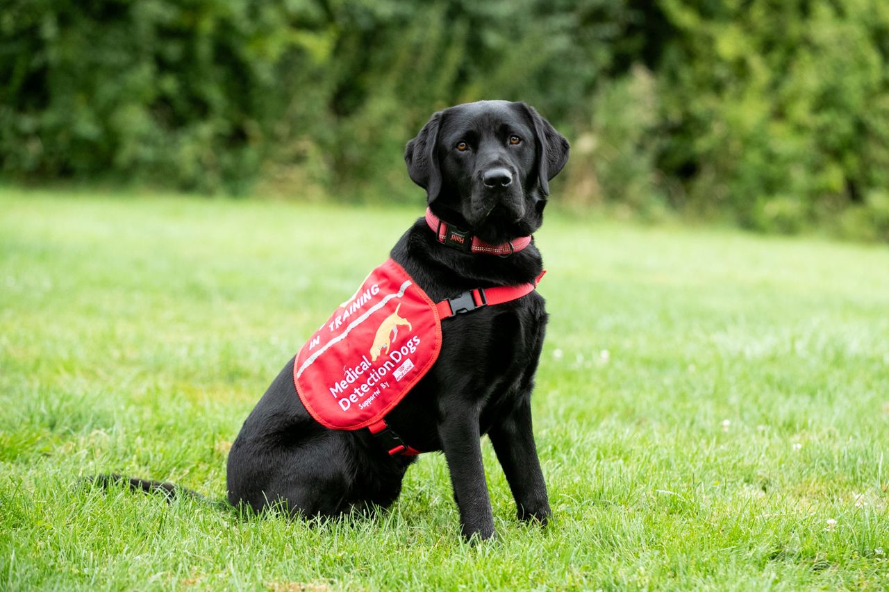 A black Labrador wearing a red &lsquo;Medical Detection Dogs &mdash; In Training&rsquo; vest sits on green grass, looking towards the camera.