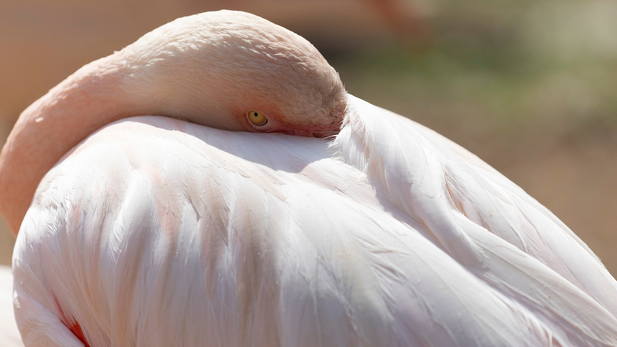 A lesser flamingo enjoys the warm spring weather at Joburg Zoo in Johannesburg, South Africa