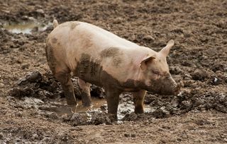 pig in mud