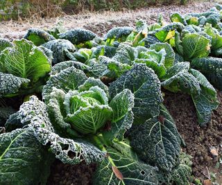Cabbages growing in a winter vegetable garden
