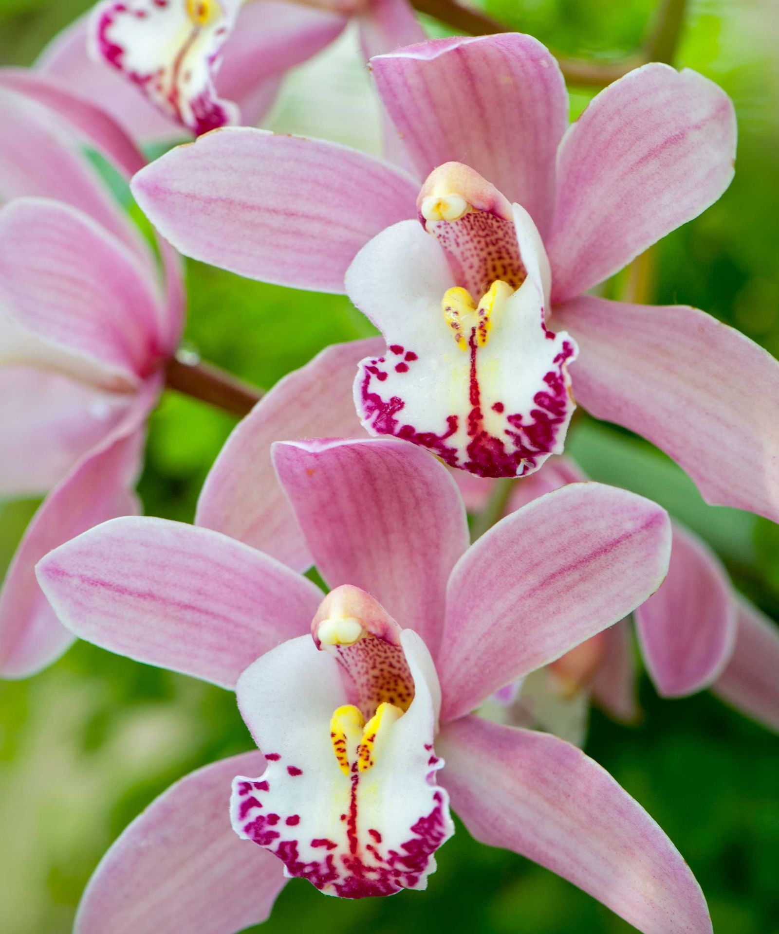 Types of orchids 10 stunning varieties for your home Gardeningetc