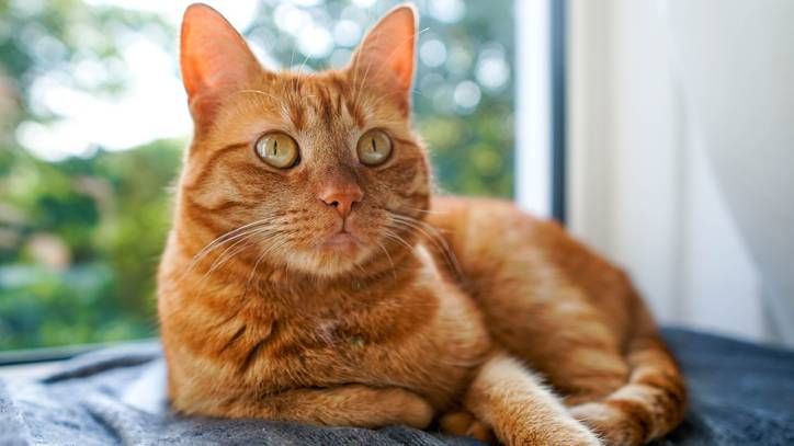 fortune-teller cat