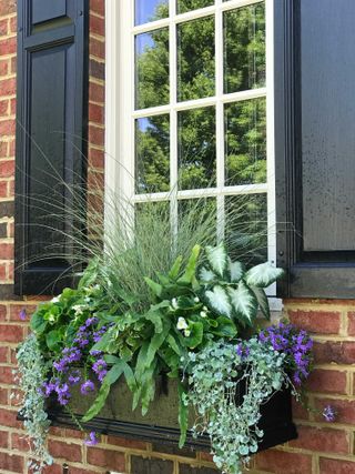 a window box with a variety of plants