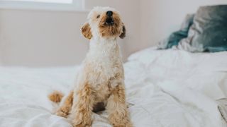 Dog barking on bed