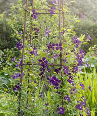 purple clematis flowers on iron frame