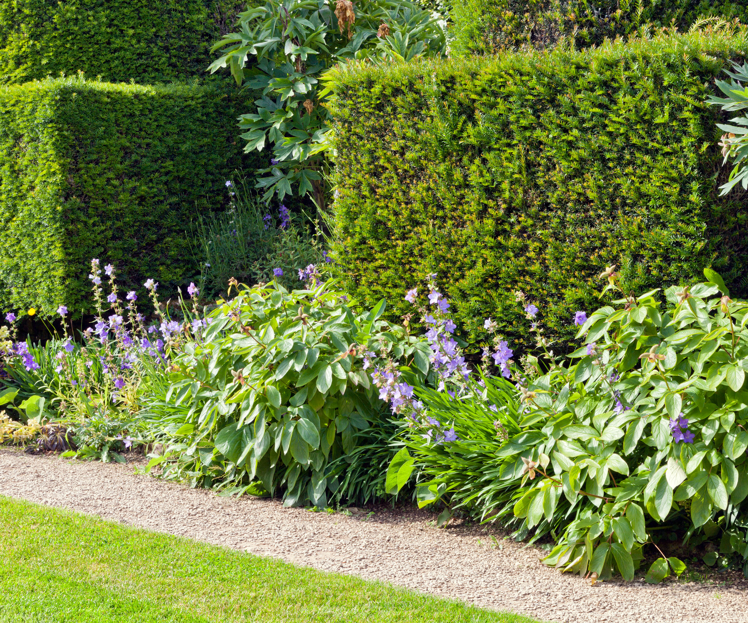 yew hedges (Taxus baccata) with flowering border, gravel path, and lawn