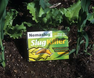 Nemaslug a pack of nematodes used for the biological control of slugs