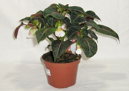 Potted Velvet Love Impatiens Plant