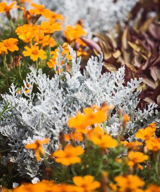 Fiori arancioni brillanti e vibranti affiancati a fogliame di piante con tonalità argentate e texture vellutate.