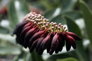 Flowers found on an expedition in the Amazon