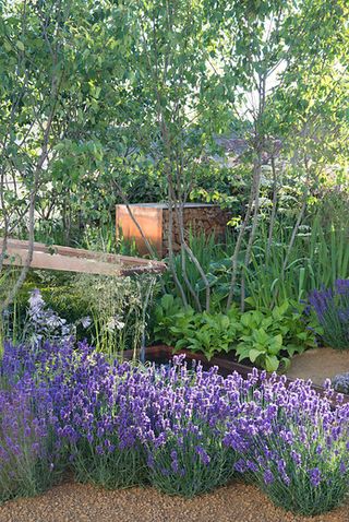 lavender hedges in a pretty garden