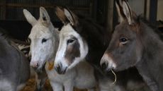 Some-of-the-donkeys-at-The-Donkey-Sanctuary-this-week.jpg