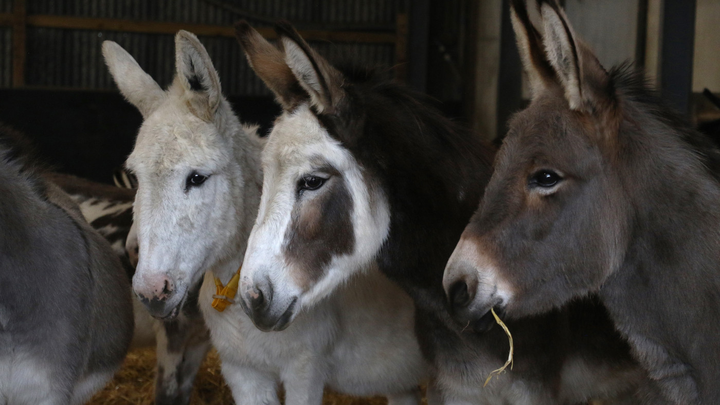 Some-of-the-donkeys-at-The-Donkey-Sanctuary-this-week.jpg