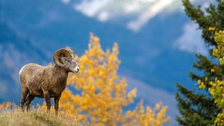 A bighorn sheep in the fall