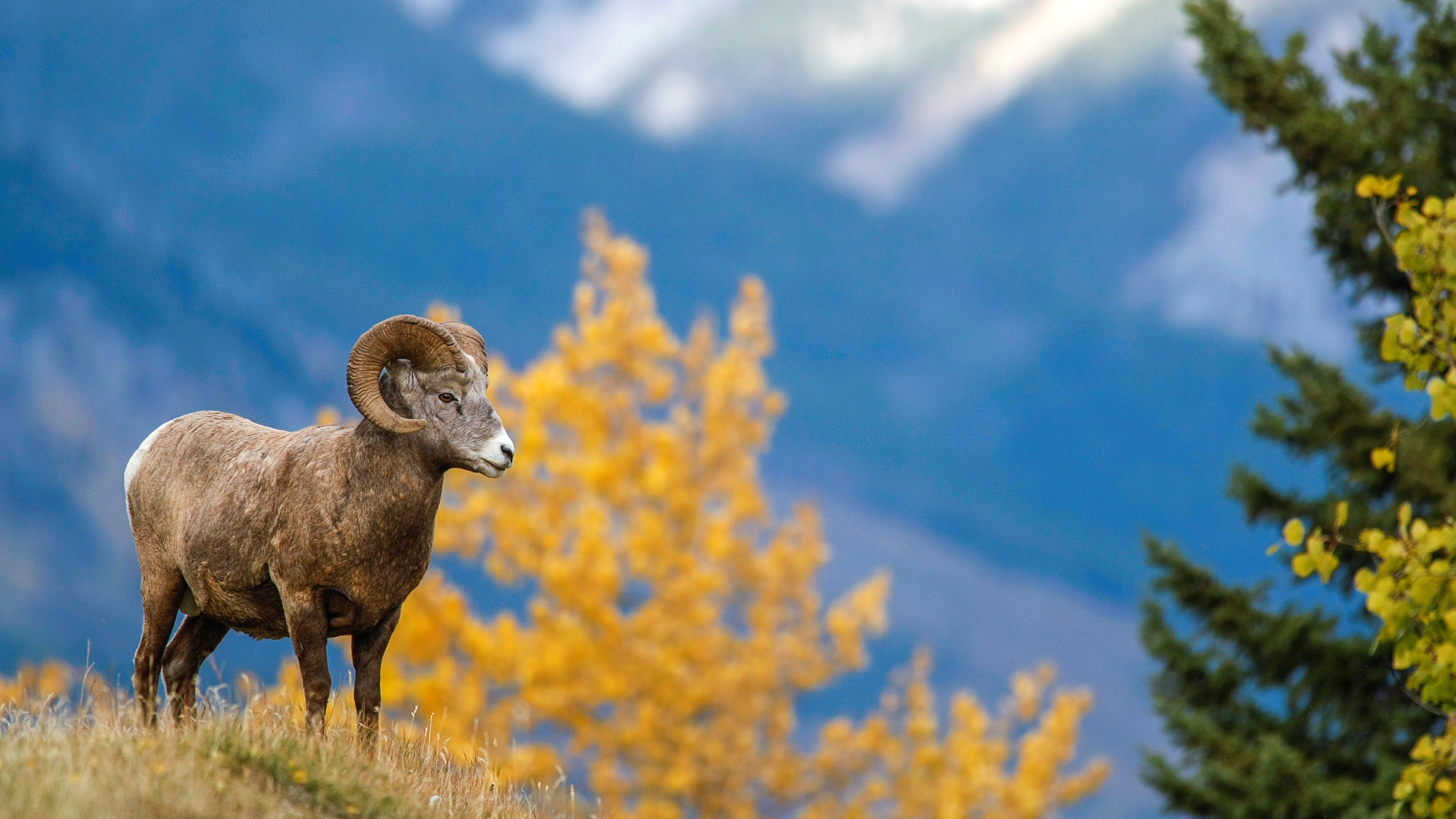 are-bighorn-sheep-dangerous-advnture